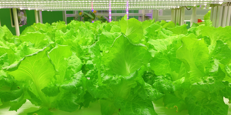 What are the advantages of hydroponic vegetables?